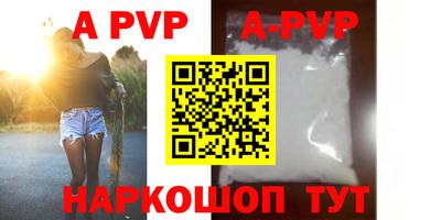 стафф Кингисепп